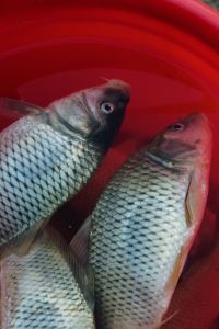 Fatty Fish