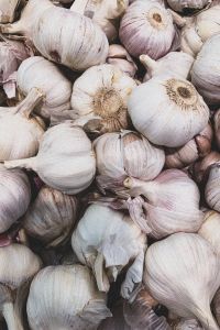 Garlic